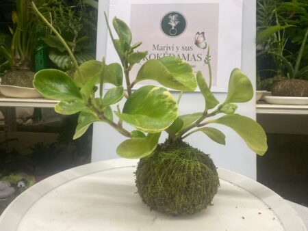 Kokedama Peperomia